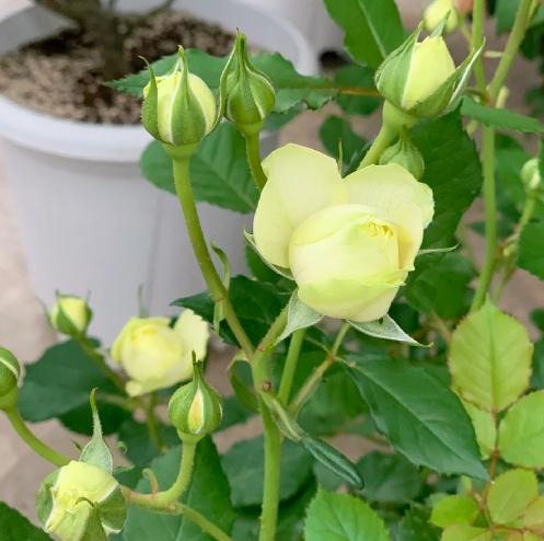 植物養護 植物養護