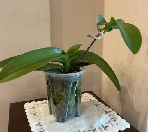 蘭花繁殖方法 蘭花繁殖方法