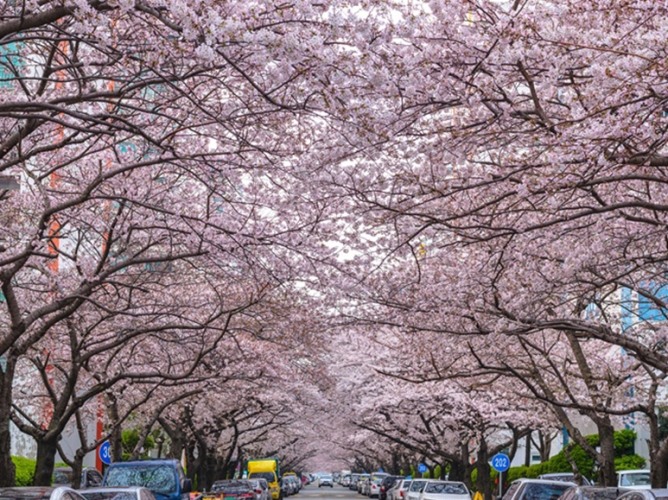 釜山櫻花季2025
