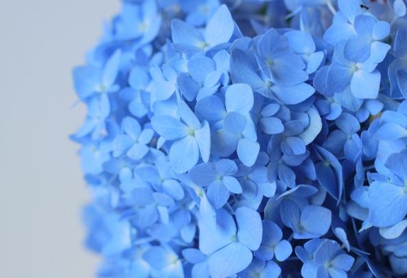 繡球花變藍方法