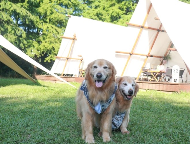 寵物友善露營場