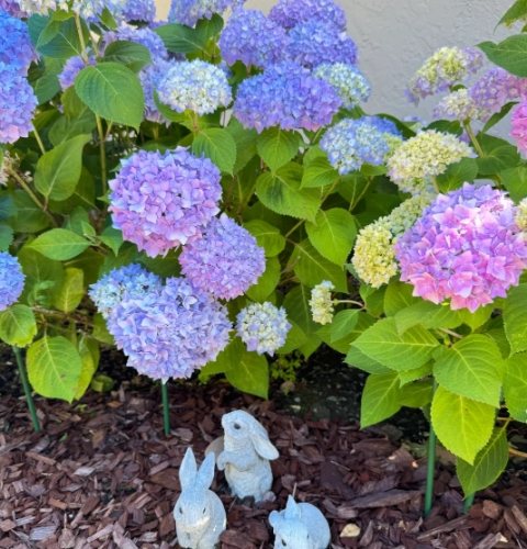 繡球花種植方法 繡球花種植方法
