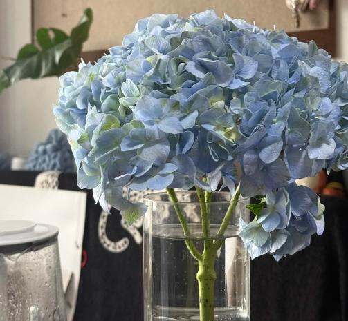 繡球花水培 繡球花水培