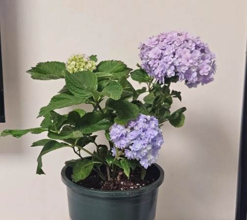 盆栽植物照顧 盆栽植物照顧