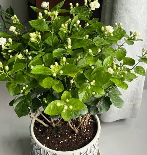 開花方法 開花方法