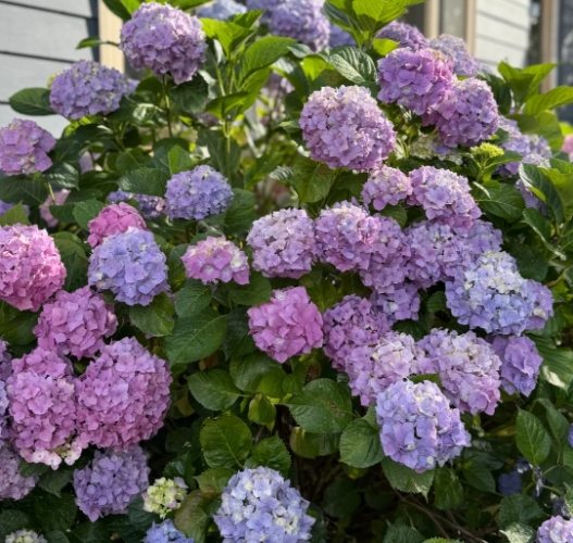 延長繡球花壽命 延長繡球花壽命