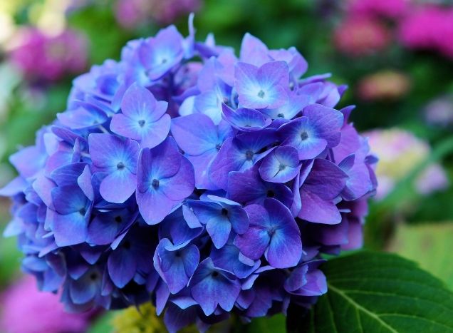 藍色繡球花栽培