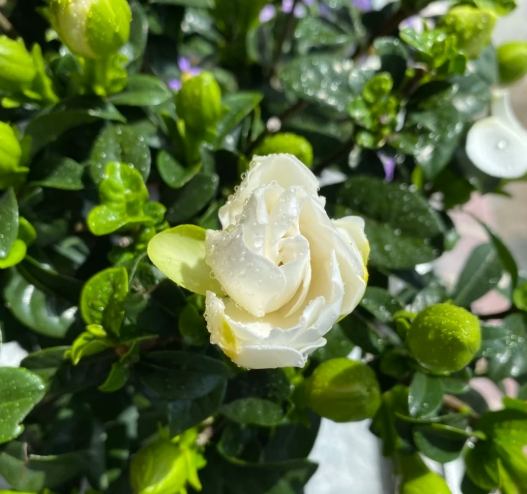 加速開花 加速開花