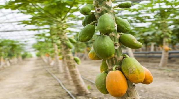 紅妃木瓜種植方法