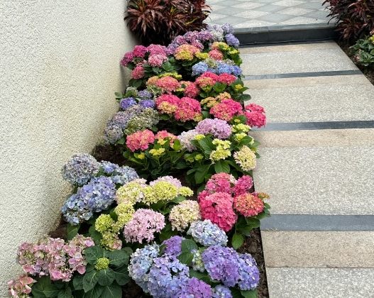 繡球花養護 繡球花養護