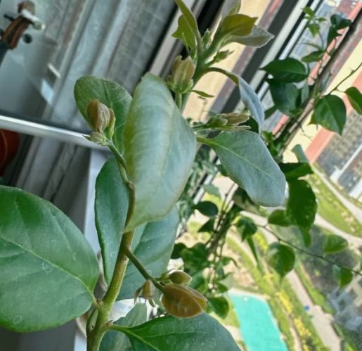 施肥時機 施肥時機