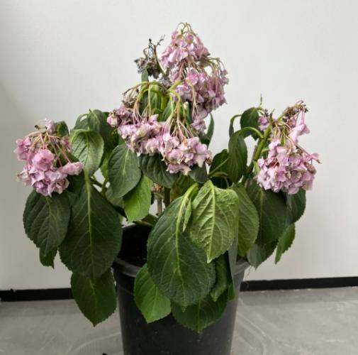 繡球花枯萎 繡球花枯萎