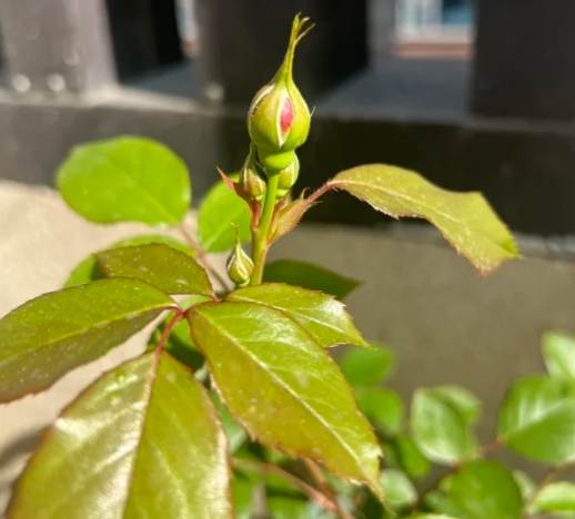 花苞施肥 花苞施肥