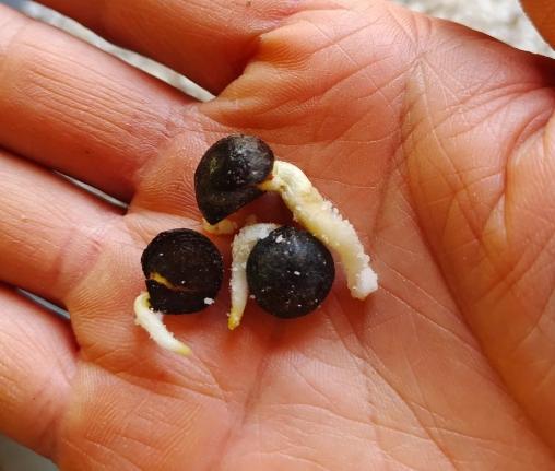 茶花栽培技巧 茶花栽培技巧