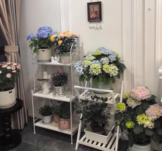 居家園藝 居家園藝