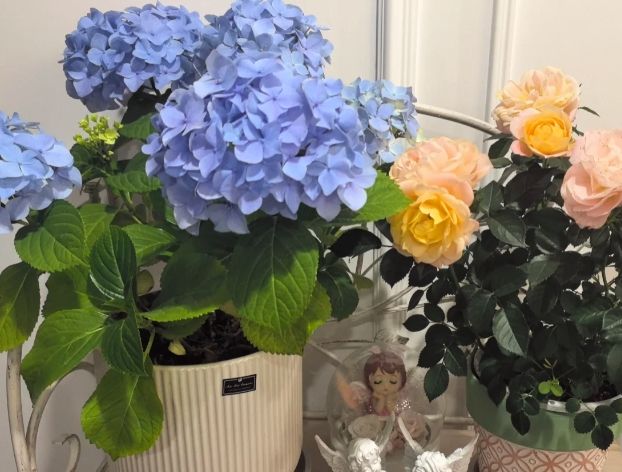 家裡種繡球花 家裡種繡球花