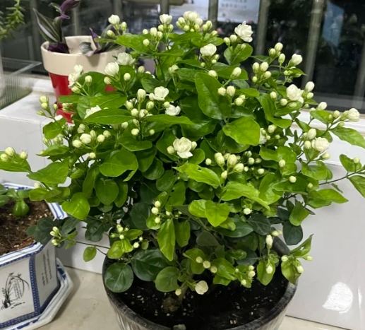 加速開花 加速開花