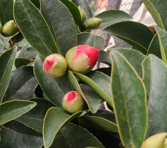 茶花為什麼不開花？