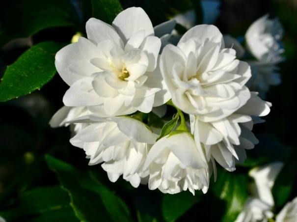 茉莉花種植 茉莉花種植