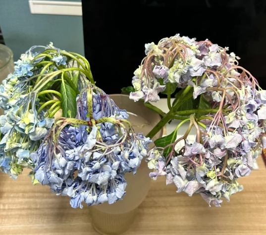 繡球花養護 繡球花養護