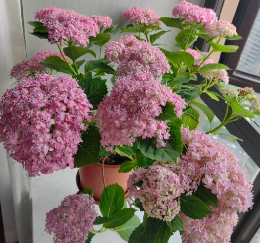 繡球花種植 繡球花種植