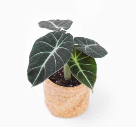 觀音蓮怎麼照顧？