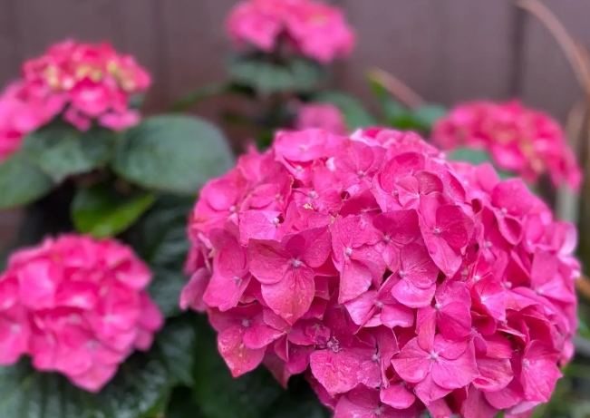 無盡夏養護 無盡夏養護