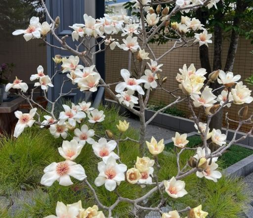 玉蘭花養護 玉蘭花養護