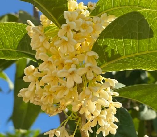 桂花種植 桂花種植