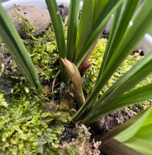 蘭花介質 蘭花介質