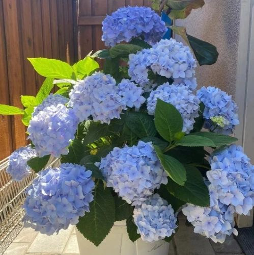 繡球花養護 繡球花養護