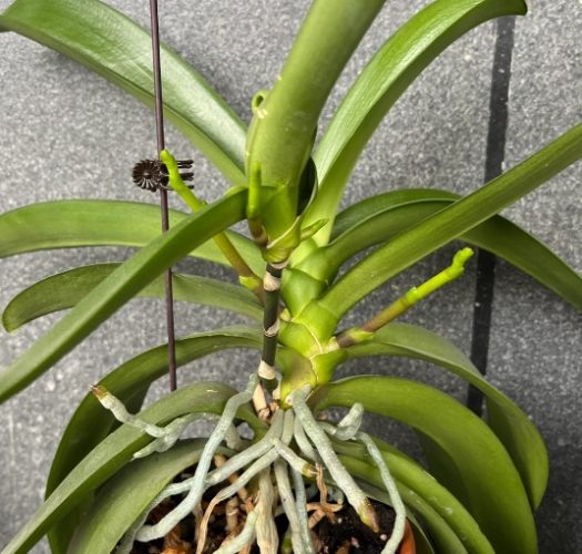 高芽繁殖 高芽繁殖