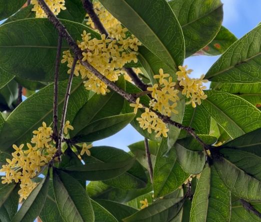 桂花種植 桂花種植