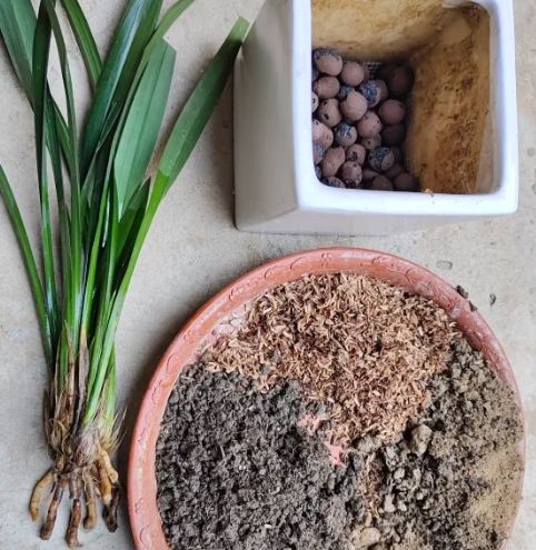 蘭花介質 蘭花介質