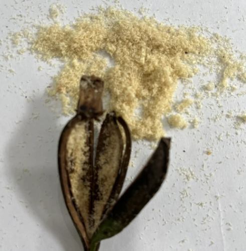 高芽繁殖 高芽繁殖