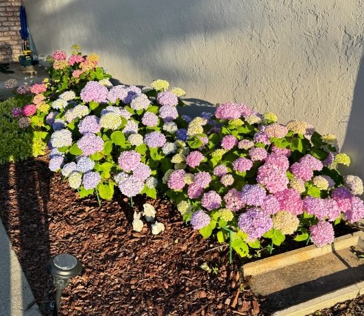 繡球花陽光管理 繡球花陽光管理