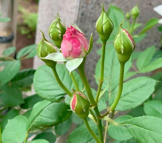 施肥時機 施肥時機