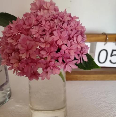 水培方法 水培方法