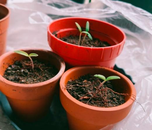 發芽方法 發芽方法