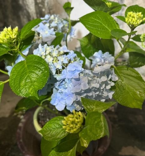 繡球花護理 繡球花護理