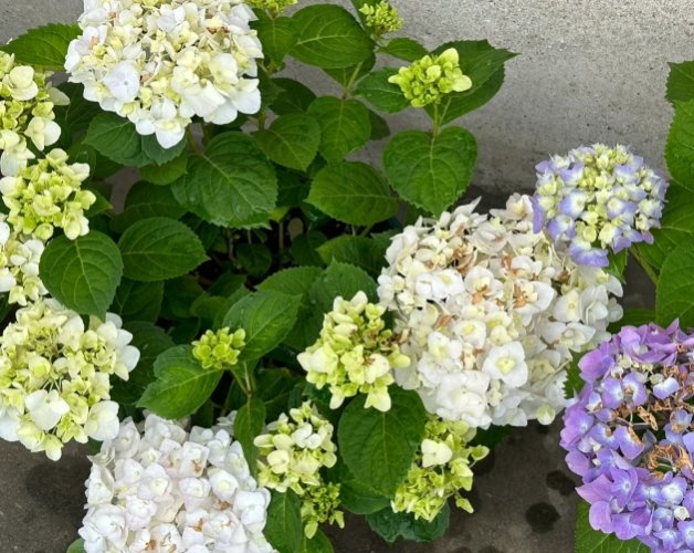 繡球花護理 繡球花護理