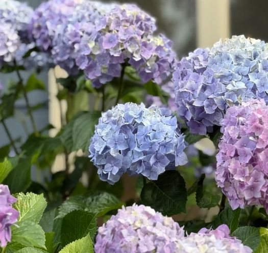 園藝技巧 園藝技巧