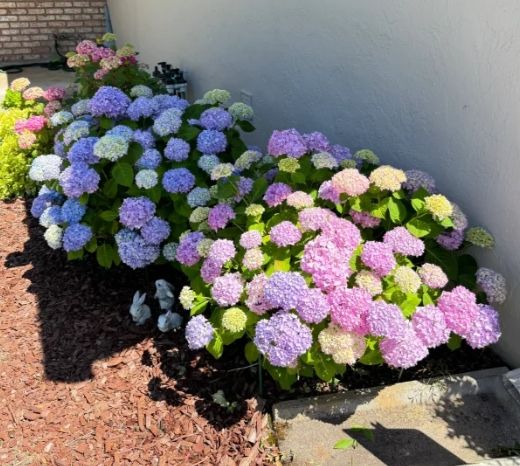 平地種繡球花 平地種繡球花