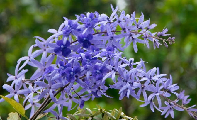 錫葉藤繁殖全攻略：從種子到扦插的完整指南