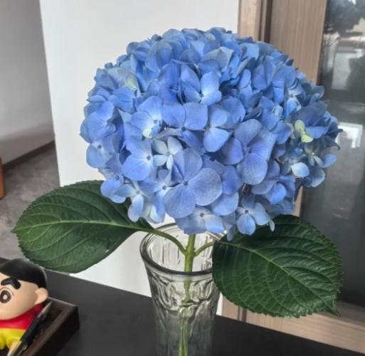 繡球花養護 繡球花養護