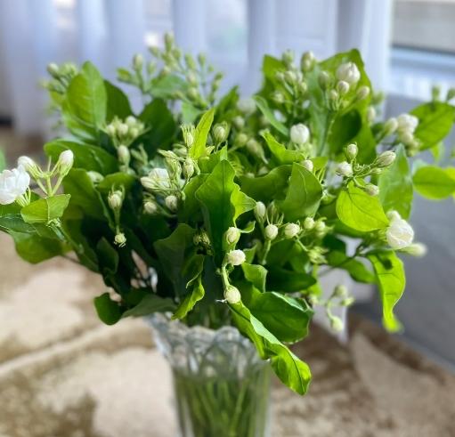 茉莉花種植 茉莉花種植