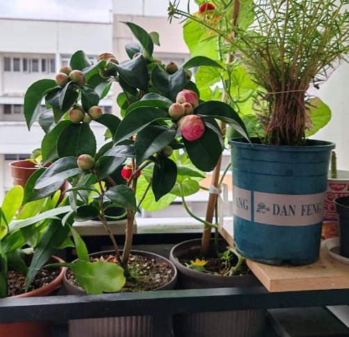 茶花施肥 茶花施肥