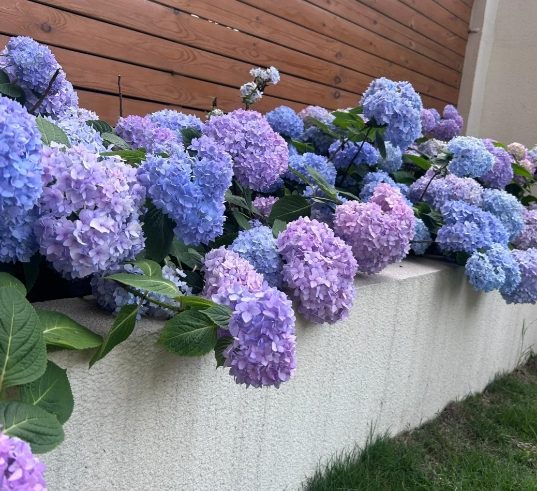 平地種繡球花 平地種繡球花