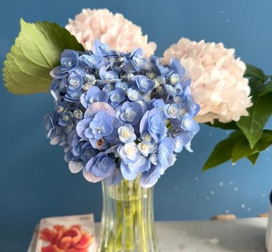 繡球花養護 繡球花養護