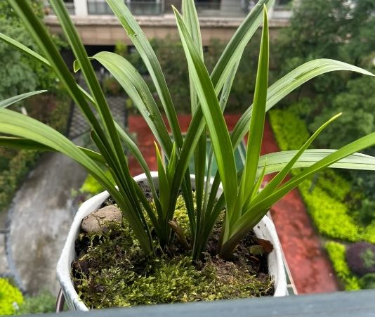 蘭花盆器 蘭花盆器